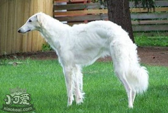 蘇俄獵狼犬懷孕有什麼症狀蘇俄獵狼犬懷孕癥狀表現