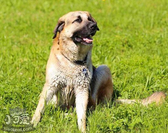 安納托利亞牧羊犬懷孕初期癥狀介紹