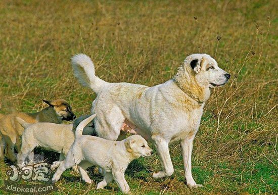 安納托利亞牧羊犬產前準備工作介紹