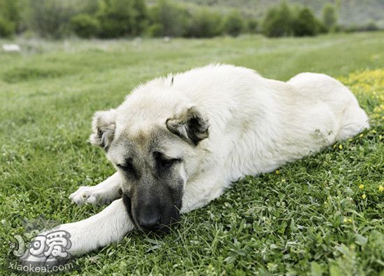 安納托利亞牧羊犬懷孕飲食護理注意事項