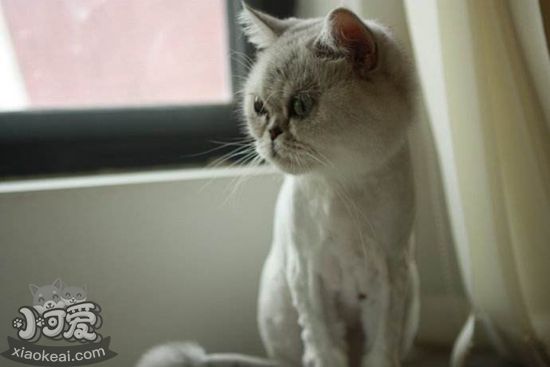蒂凡尼貓產后怎麼催奶 蒂凡尼貓催奶方法