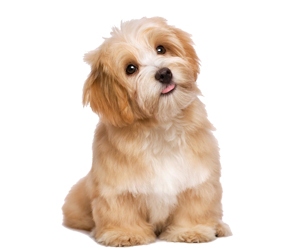 狗狗剃毛后注意事项