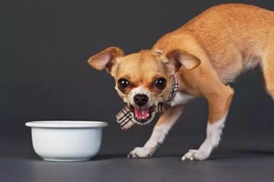 狗狗护食怎么解决