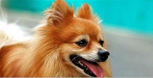 博美犬不能吃什么食物