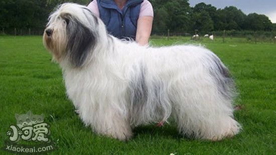 波蘭低地牧羊犬什麼時候絕育好 波蘭低地牧羊犬絕育優缺點