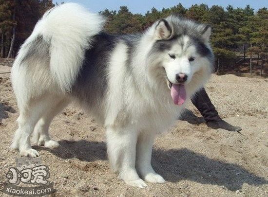 阿拉斯加雪橇犬產後吃什麼 阿拉斯加雪橇犬生產後飲食介紹1