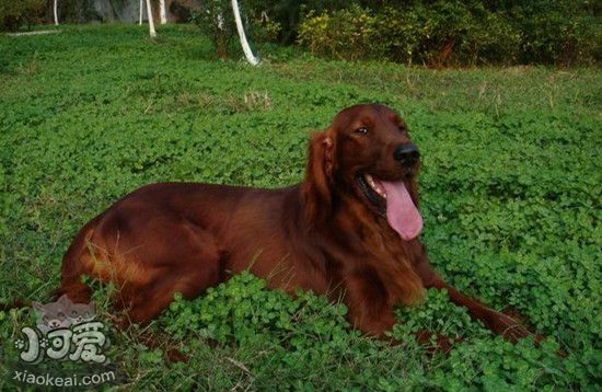 愛爾蘭雪達犬懷孕吃什麼 愛爾蘭雪達犬懷孕飲食護理技巧