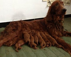 爱尔兰雪达犬产后吃什么 爱尔兰雪达犬产后饮食护理经验