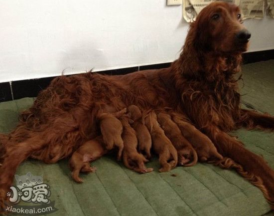 愛爾蘭雪達犬產後吃什麼 愛爾蘭雪達犬產後飲食護理經驗