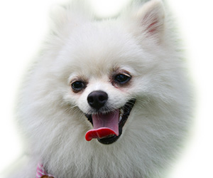 博美犬美容流程