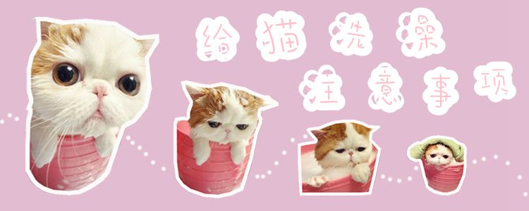 给猫洗澡注意事项