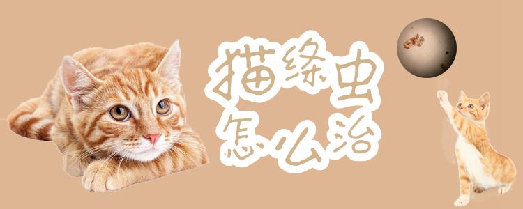 貓絳蟲怎麼治