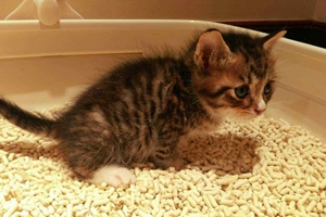 猫咪血尿原因介绍