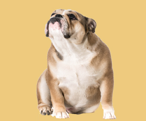 狗咬胶和磨牙棒的区别