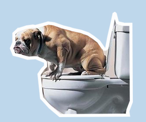 狗狗便秘怎么办