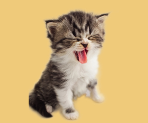 猫吐黄水怎么办