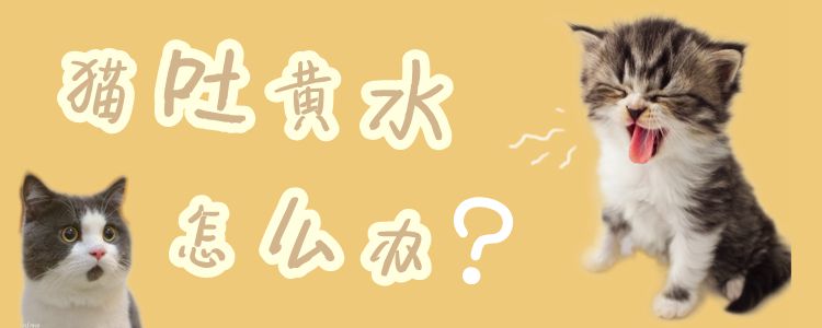 貓吐黃水怎麼辦