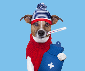 小狗发烧的症状有哪些