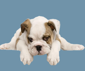 小狗拉稀呕吐怎么办