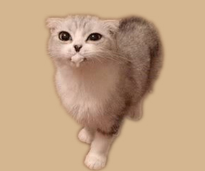 猫吐白沫怎么办