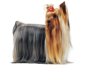 约克夏美容教程