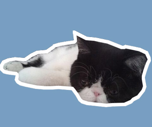 猫拉肚子怎么办