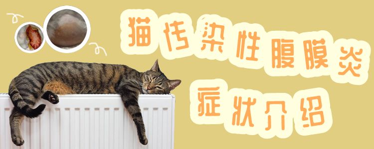 猫传染性腹膜炎症状介绍_小可爱宠物网