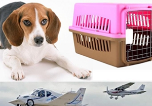 空运宠物狗流程