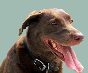 狗的视力能看多少米