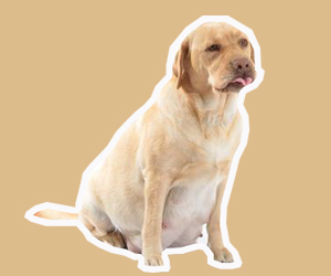 狗狗怀孕初期症状