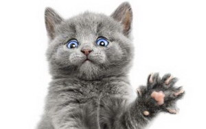 幼猫驱虫怎么做