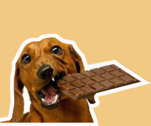 狗狗吃了巧克力怎么办