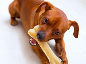 小狗吃骨头呕吐怎么办