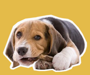 狗护食咬人怎么办