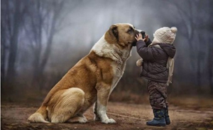 狗年龄怎么判断