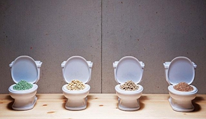 怎么教猫咪用猫砂