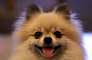 博美犬吃什么对毛好