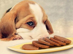 狗狗绝育后饮食注意要点