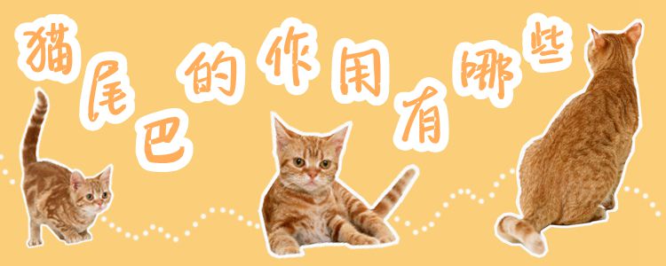 猫尾巴的作用有哪些