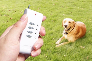 狗狗止吠器种类介绍