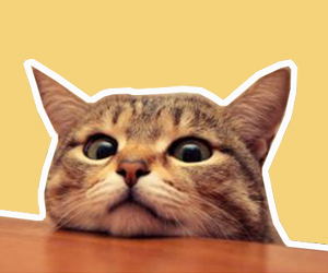 猫泪痕怎么去除