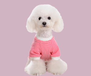 狗衣服的制作方法