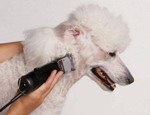 狗狗剃毛器怎么用