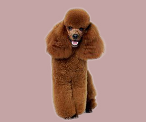 贵宾犬吃什么对毛好