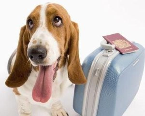 如何带宠物出国