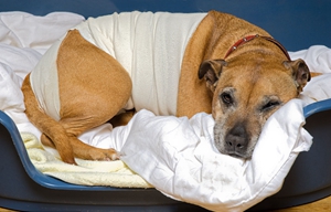 狗生病怎么照顾