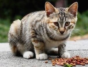 如何喂猫粮