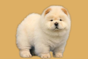 松狮吃什么毛色好