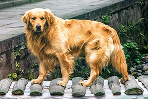 金毛犬怎么训练排便