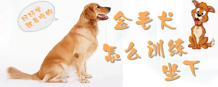 金毛犬怎麼訓練坐下